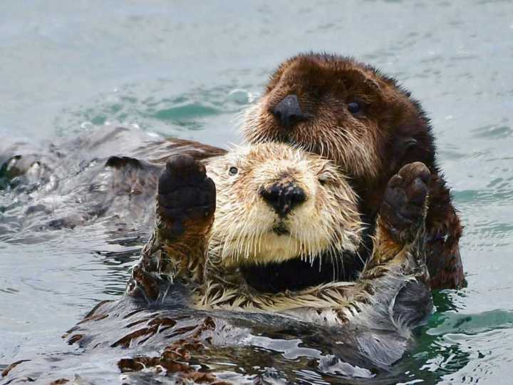 Así rescataron a una cría de nutria marina al borde de la muerte y la devolvieron a su madre