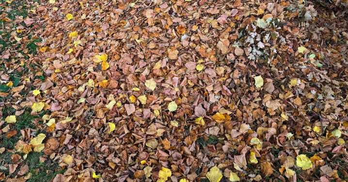 Only those with eyes of a hawk can spot frog hiding among leaves in 10 seconds
