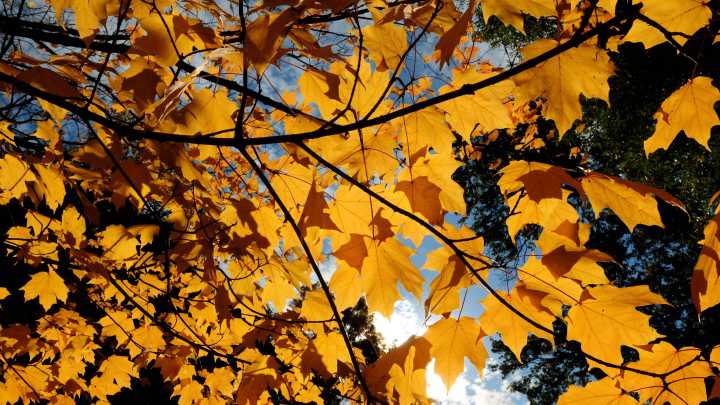 Weather Permitting: Here's what to expect in Fayetteville this weekend