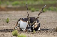 28 blackbucks die at Belagavi zoo, Forest Minister orders probe