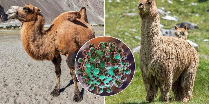 Anticuerpos de camellos y alpacas podrían abrir nuevas vías de tratamiento ante el Alzheimer, según un estudio