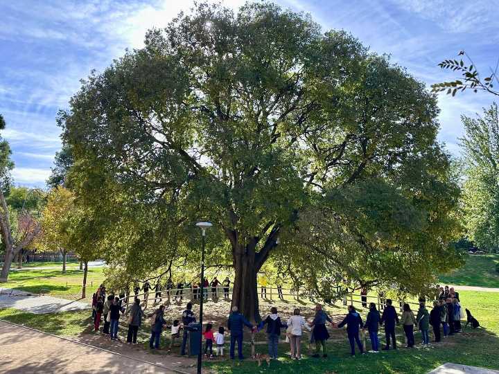 El almez del parque Bruil, el histórico litonero que quiere ser Árbol del Año 2026