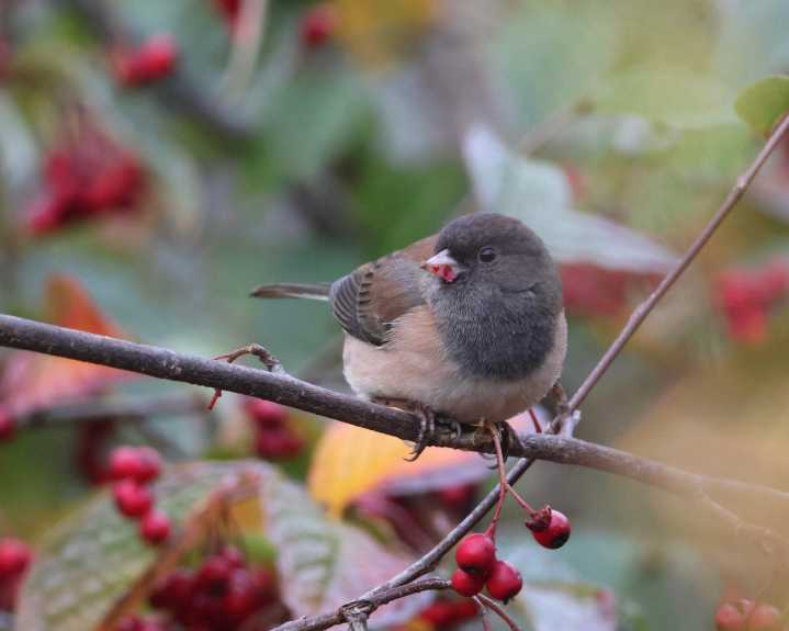 Scene in Edmonds: Anticipation and enjoyment of season’s bounty