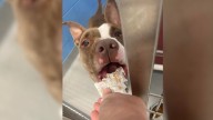 Tennessee Shelter Pup’s 1,000 Days Celebration Proves She’s More Than Ready For Forever Love