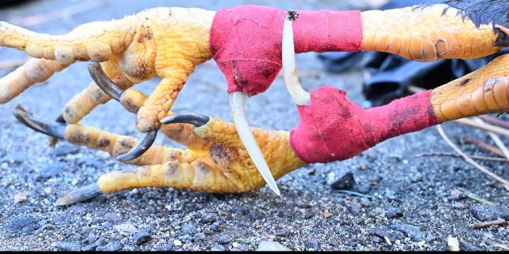 West Haven police bust illegal cockfighting event with over 100 attendees