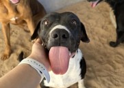 Rifan bicicleta eléctrica para apoyar a 250 perritos de la APAC