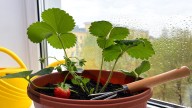 Yes, You Can Grow Strawberries Indoors