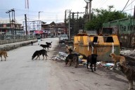 Paws and Policy: How Jammu & Kashmir is Responding