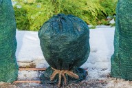 La Niña is back: Here’s what it means for your garden