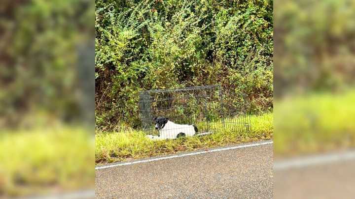 Rescuer Finds A Crate On Mississippi Roadside And Discovers A Heartbreaking Secret Inside