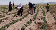 Agro “se mueve”: los 2 cultivos de la costa con potencial para migrar a sierra y selva