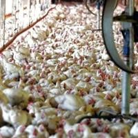 Brazil welcomes China lift of ban on poultry imports