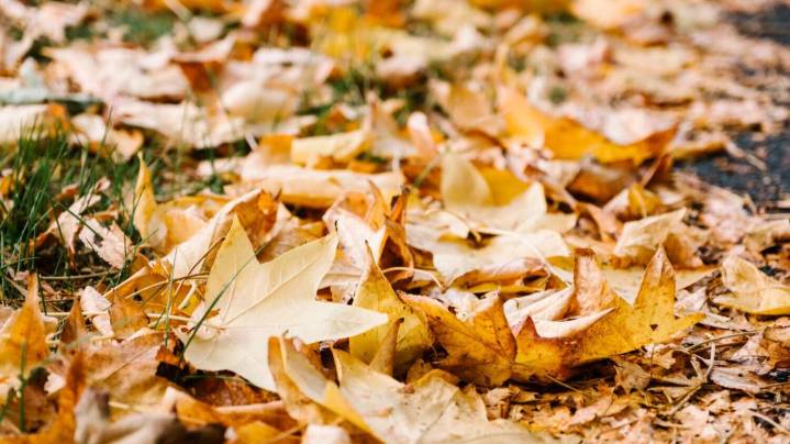 El Ayuntamiento activa un dispositivo de 2.265 operarios para la campaña de recogida de hoja 2025