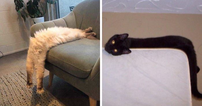 People Are Sharing Pics Of Their Long Cats That Seem To Stretch ‘Til Infinity (30 Pics)