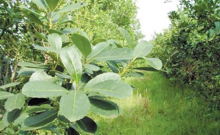 Los productores de yerba mate fueron los más afectados por la desregulación