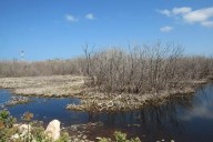 Disminuye la flora y fauna del Litoral Oriente de Yucatán por la sobreexplotación, caza ilegal y contaminación