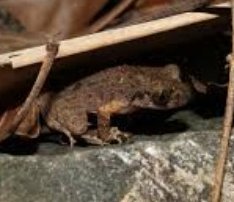 Nueva especie de rana descubierta en China: Leptobrachella kungfu