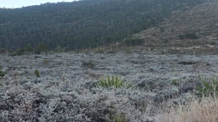 Por Frente Frío 13, llega primera nevada a Nuevo León