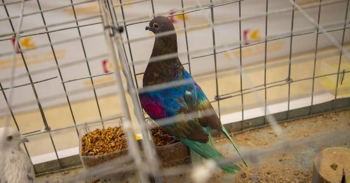 Las medidas de control por la gripe aviar obligan a suspender Avicor