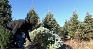 Real or fake? How President Trump's tariffs could impact your Christmas tree decisions