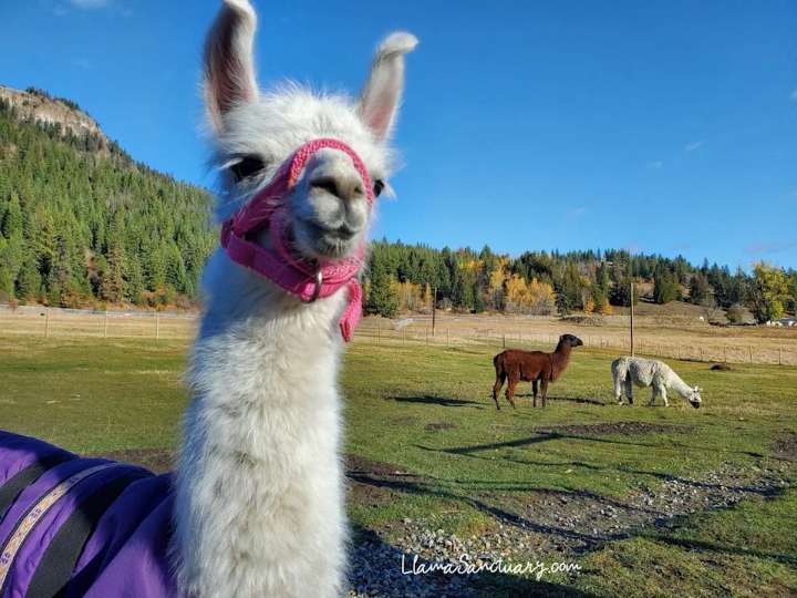 Peanut the orphaned baby llama recovering after mother killed by bears