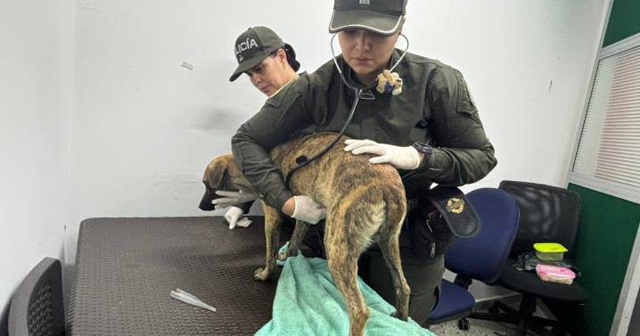 Se entregó hombre señalado de caso de maltrato animal en Antioquia: llegó con un perro