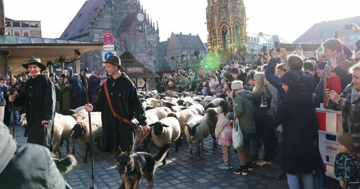 Make way for the flock! Hundreds of sheep head through German city to their winter pastures |
