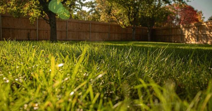 Lawn fertilizer timing is tough with St. Louis weather