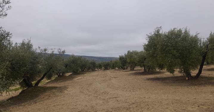 El Ayuntamiento de Lopera suspende las licencias de obra de las plantas fotovoltaicas que amenazaban el olivar