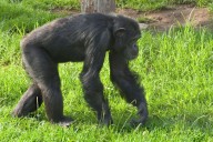 Escaped Chimpanzee at Indianapolis Zoo Causes Mayhem: Reports