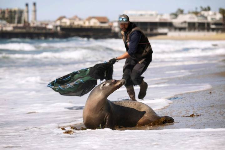 The deadliest toxic algae bloom on record is behind us; what’s next?