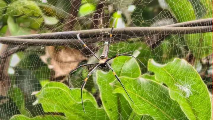 La tela de araña más grande del planeta Tierra: 10 veces más fuerte que el acero y 106 metros cuadrados