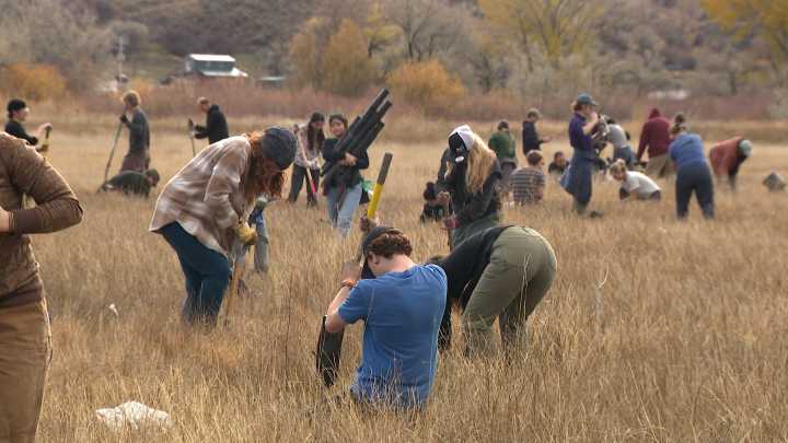 Volunteers help plant up to 50,000 trees this weekend at the Bear River Massacre Site