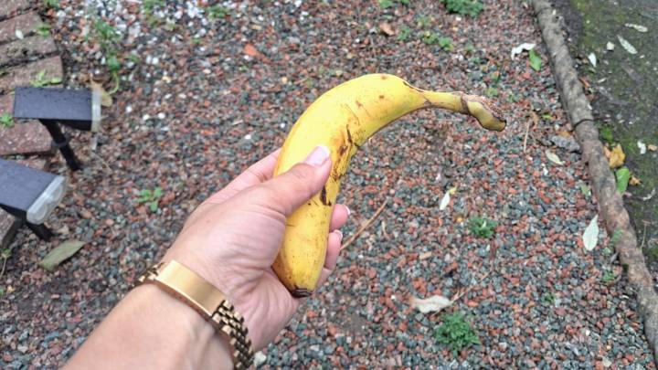 Homeowners are being urged to put bananas in their yards this November
