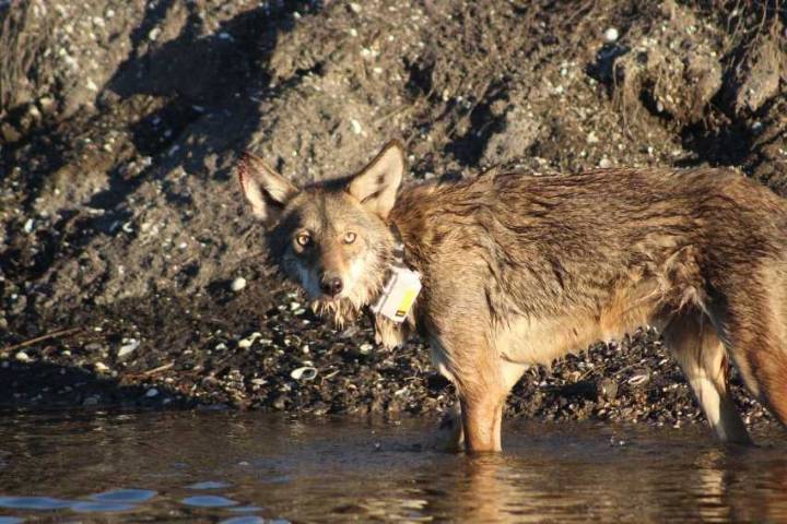 Marshland mashup: Red wolf-coyote hybrids adapt to coastal Louisiana