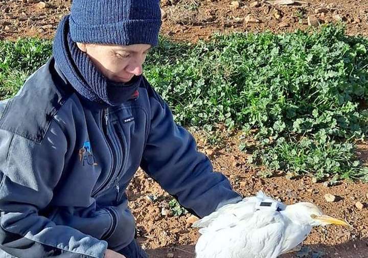 «Se debería incluir en las medidas por la gripe aviar al porcino y al vacuno por el riesgo»