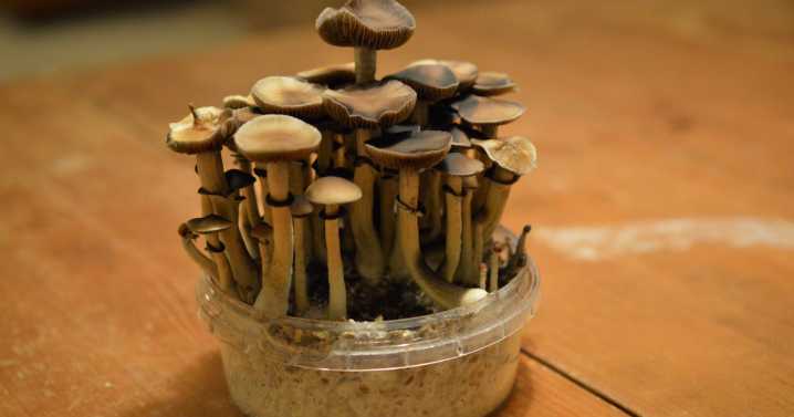 Study claims magic mushrooms could help treat alcoholism