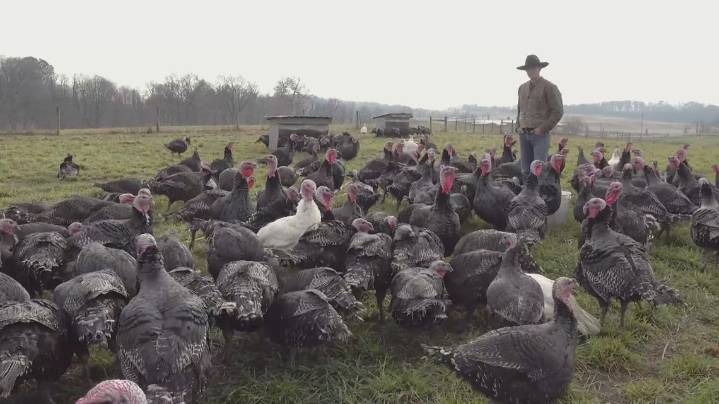 At Wholesome Valley Farm in Holmes County, locally raised turkeys take center stage