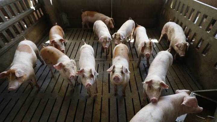 CyL, la tercera cabaña de porcino de España: vigilante ante casos peste porcina en España