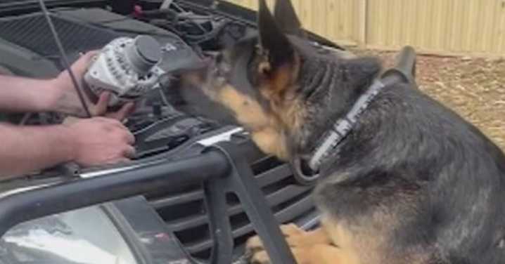 Beloved German Shepherd Arnie stolen alongside ute in Brisbane is found dead