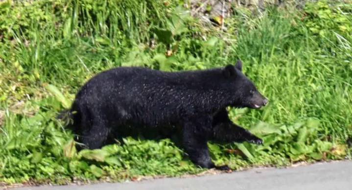 Japón realiza despliegue de soldados como medida de freno ante récord de ataques de osos en prefectura de AKita; suman diez muertos