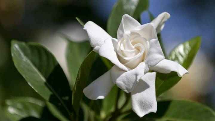 La planta que perfuma la casa todo el año y necesita solo luz suave para crecer