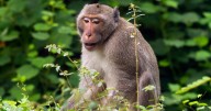 Our sense of rhythm may come from monkeys as scientists discover they dance to Backstreet Boys