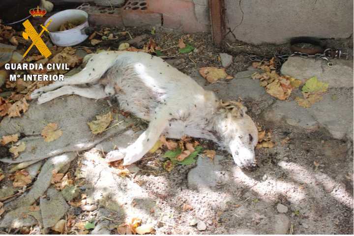 Rescatados 16 perros abandonados y hallados dos muertos en unas naves de Nava de la Asunción (Segovia)