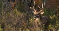 More than 51,000 deer harvested during first weekend of Illinois firearm deer season