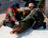 Verificando tu árbol protegemos nuestros bosques
