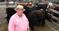 NSW prime cattle markets firm to better again across categories