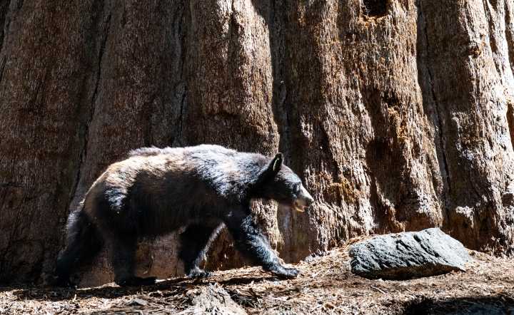 Spend time in the presence of California’s awe-inspiring giant sequoias