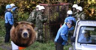 Japón manda al ejército para lidiar contra ola mortal de ataques de osos