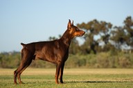 13 Proud Dog Breeds Known For Their Regal Presence
